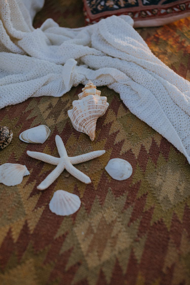 Seashells And A Dry Starfish On Carpet