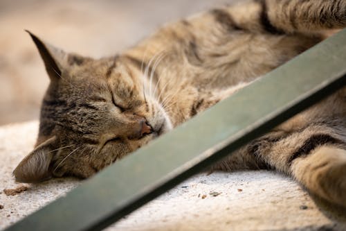 Cat Lying on the Floor