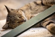 Brown Tabby Cat Lying on White Concrete Floor