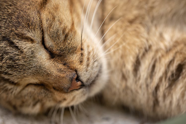 Close-Up Shot Of A Sleeping Cat 