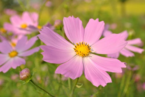 セレクティブフォーカス, ピンクの花, フローラの無料の写真素材