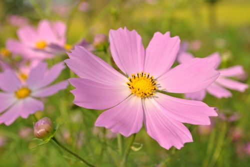 Free A beautiful close-up of pink cosmos flowers in full bloom, showcasing their delicate petals and vibrant colors. Stock Photo
