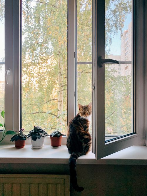Free A cute cat sits on a window sill with potted plants and an open window view, indoors, daytime. Stock Photo