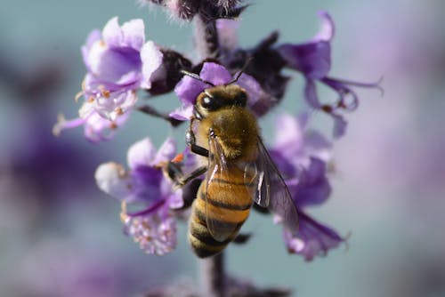 Bee Perched on a Flower