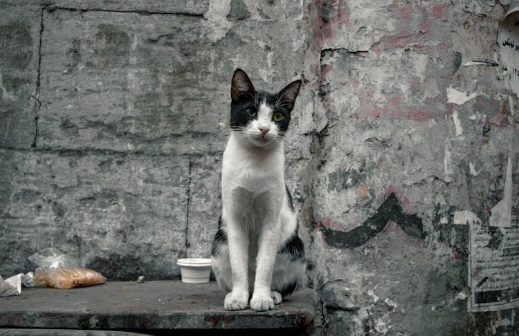 Cat Sitting On Pavement Outdoors