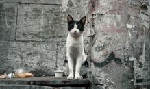 White and Black Cat on Brown Concrete Wall