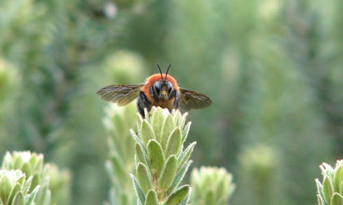 böcek, yaban arısı içeren Ücretsiz stok fotoğraf