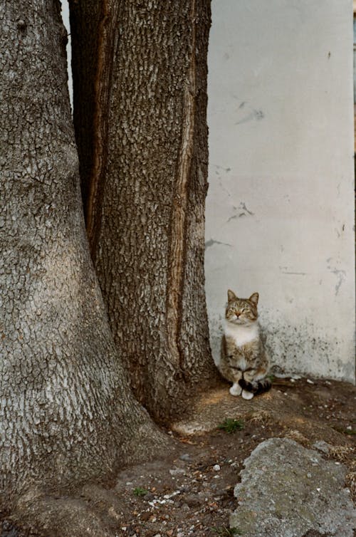 Tabby Cat Sitting Beside a Tree Trunk