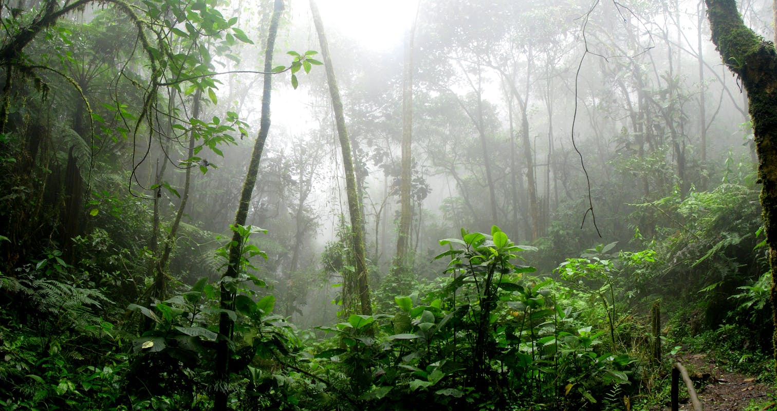 Rainforest surrounded by Fog