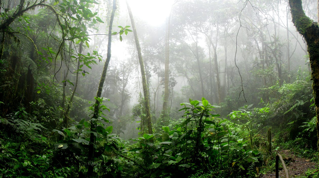 霧に囲まれた熱帯雨林