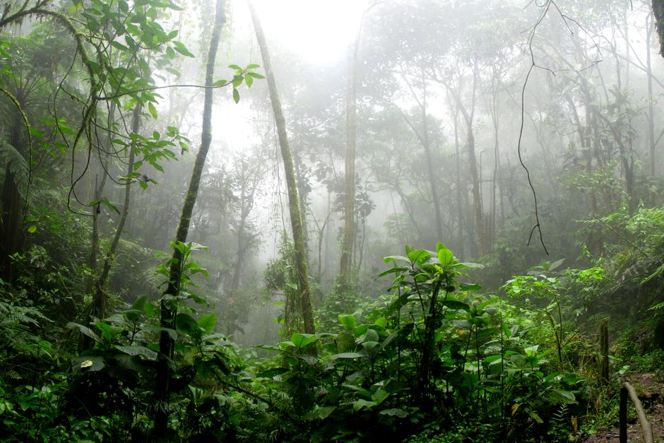 Rainforest surrounded by mist in Colombia — iboga originates in the tropical rainforests of West-Central Africa and has been used in the Bwiti tradition for centuries