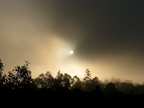 無料 夜明けの間の木のシルエット 写真素材