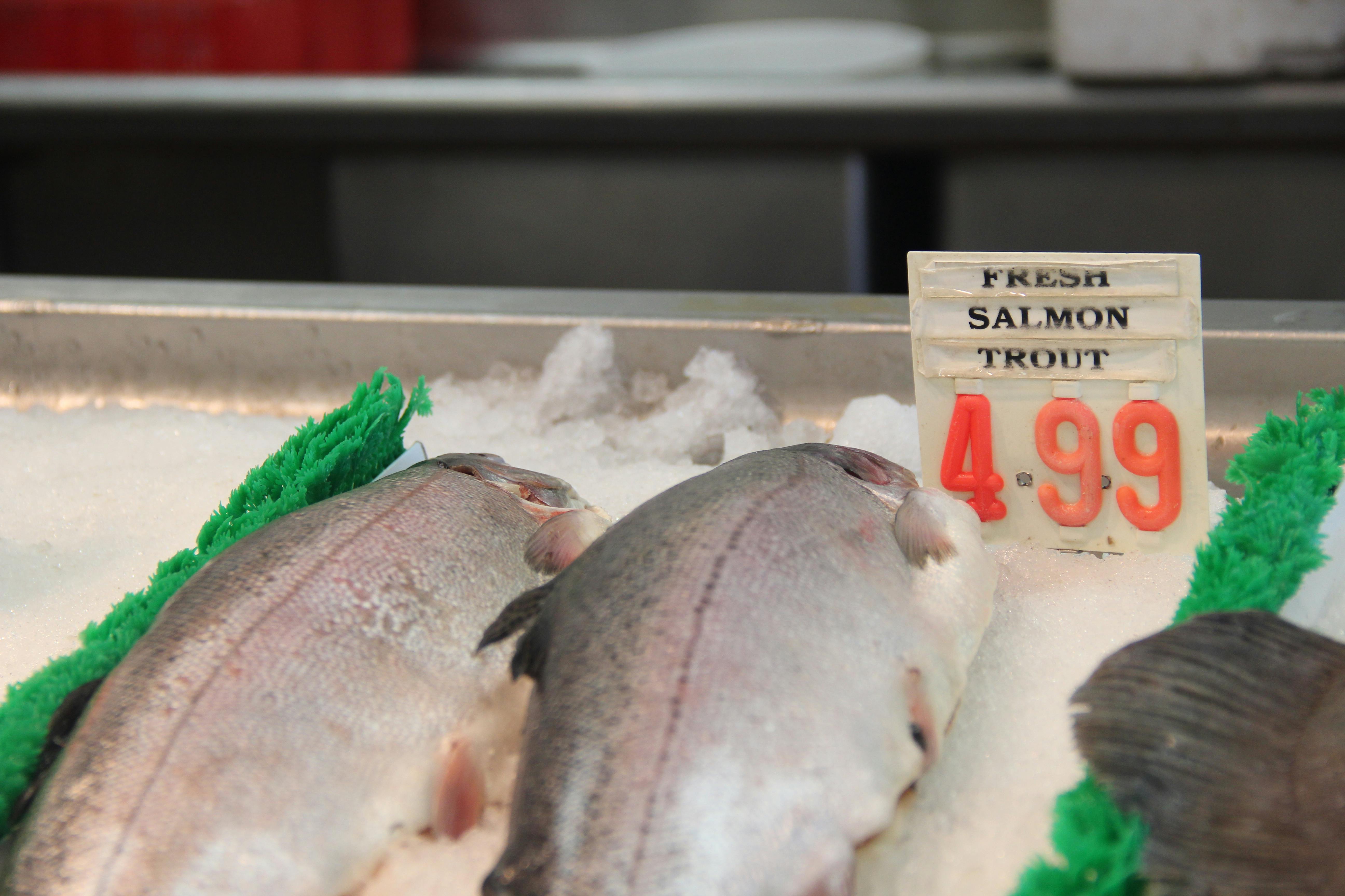 Free stock photo of fish, fish market, market