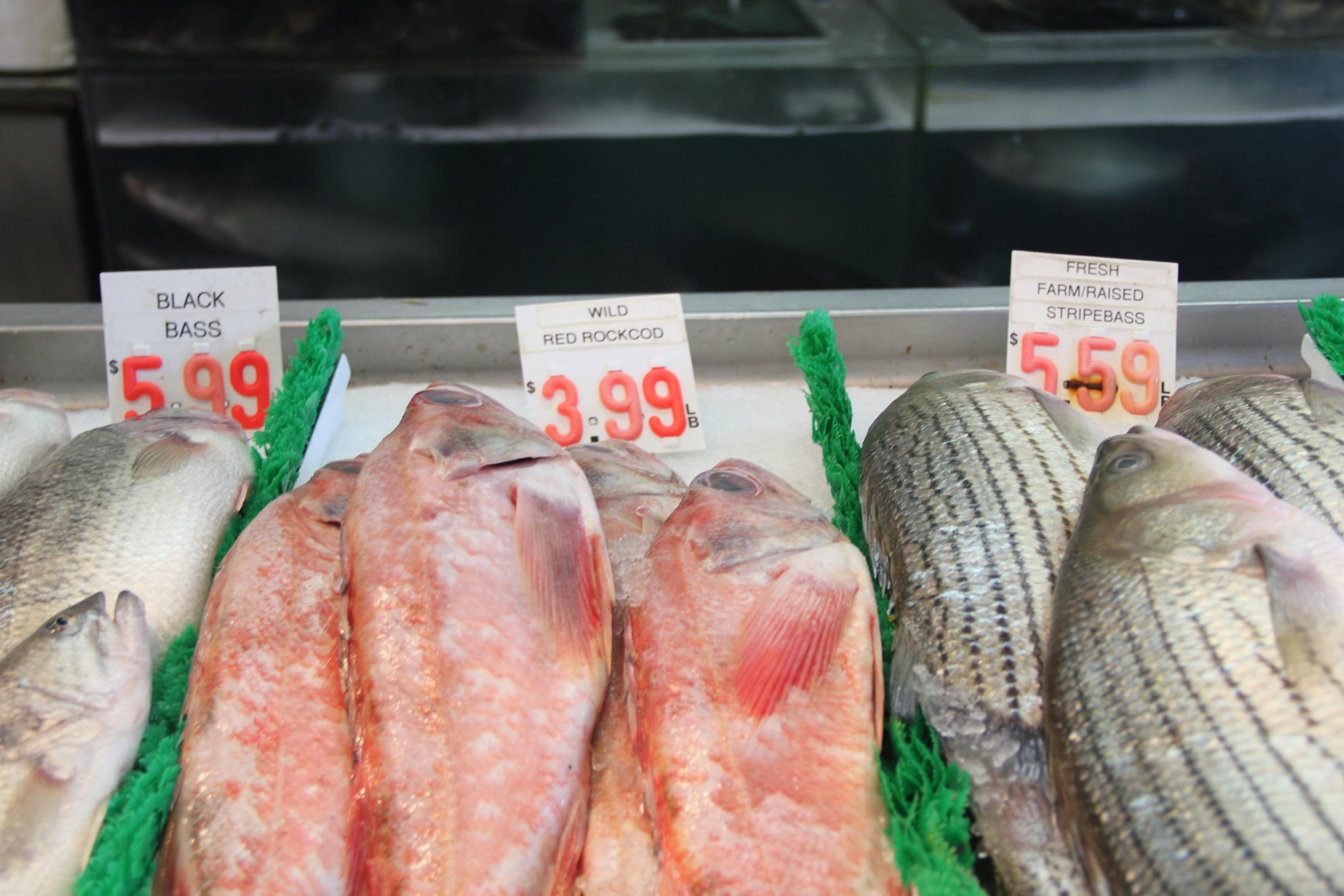 Free stock photo of fish, fish market, market