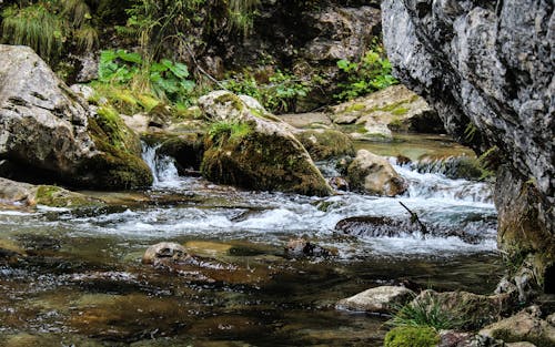 무료 흐르는 강 옆에있는 돌과 나무 스톡 사진