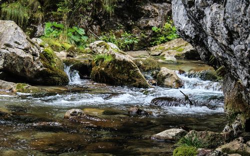 Free A serene mountain stream flowing over moss-covered rocks in a lush green forest setting. Stock Photo