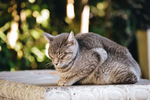 Free A peaceful tabby cat sleeps on a ledge in soft sunlight, surrounded by nature. Stock Photo