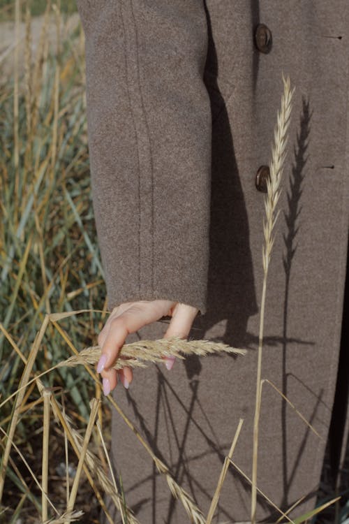 Безкоштовне стокове фото на тему «день, жінка, зернові»