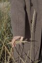 Human hand holding ears of corns
