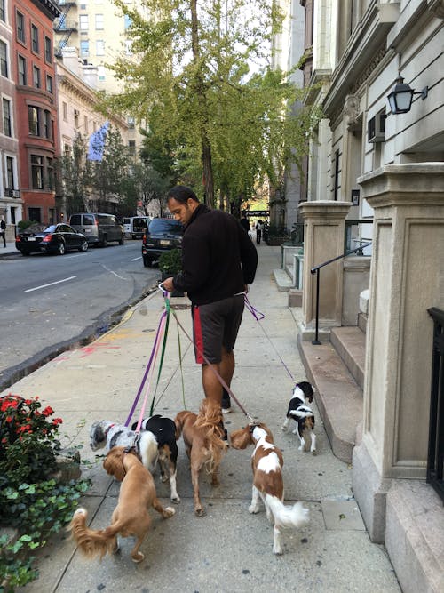 Man Walking His Dogs