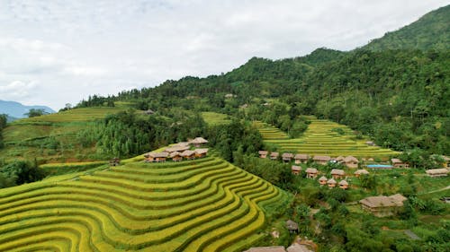 Drone Shot of a Rice Terraces