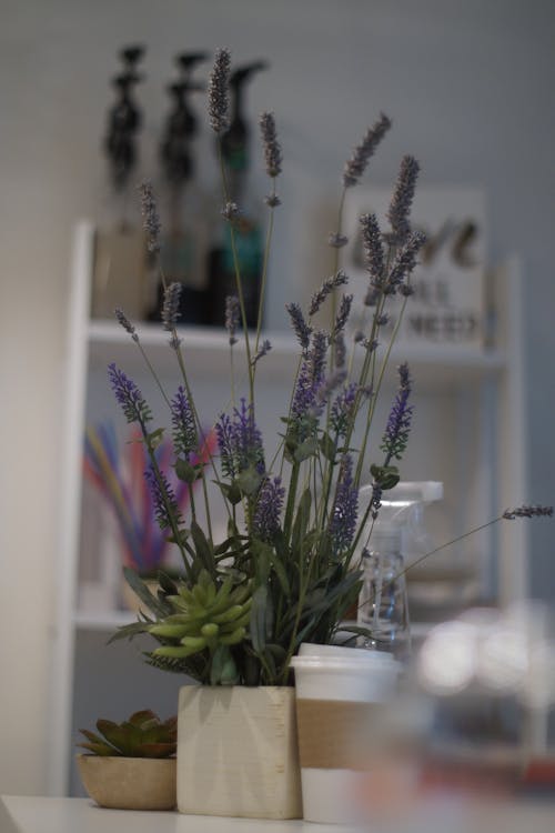 Foto profissional grátis de comida rápida, decoração, plantas decorativas