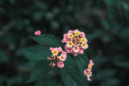 Free Detailed photo of blooming lantana flowers with vivid colors against a dark background. Stock Photo
