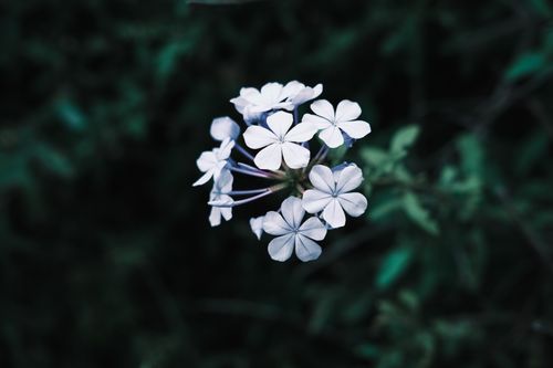 Free Capture the beauty of delicate flowers in full bloom against a dark, soft-focus background. Stock Photo
