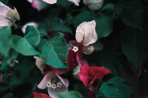 Free A close-up of vibrant bougainvillea flowers with lush green leaves and delicate white centers. Stock Photo