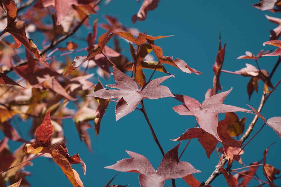 Deep crimson maple tree in a suburban garden — crimson maple tree care in Surrey BC