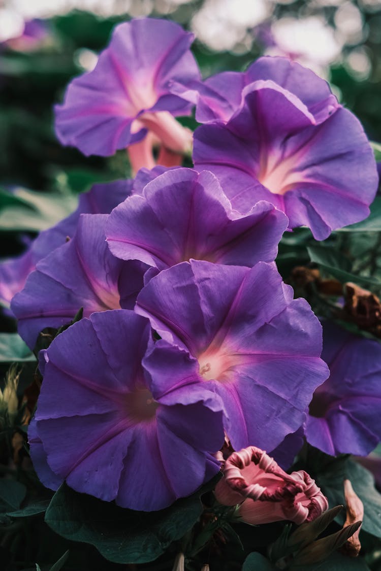 Blooming Purple Moon Flowers 