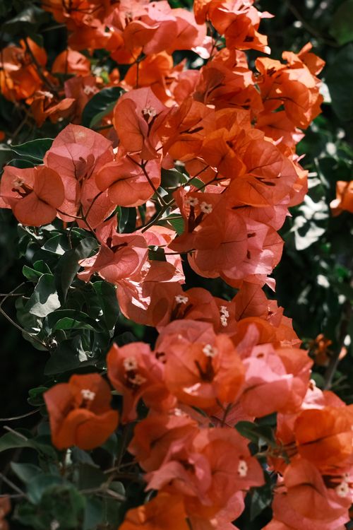 Free A close-up of vibrant orange bougainvillea flowers blooming against lush green leaves. Stock Photo