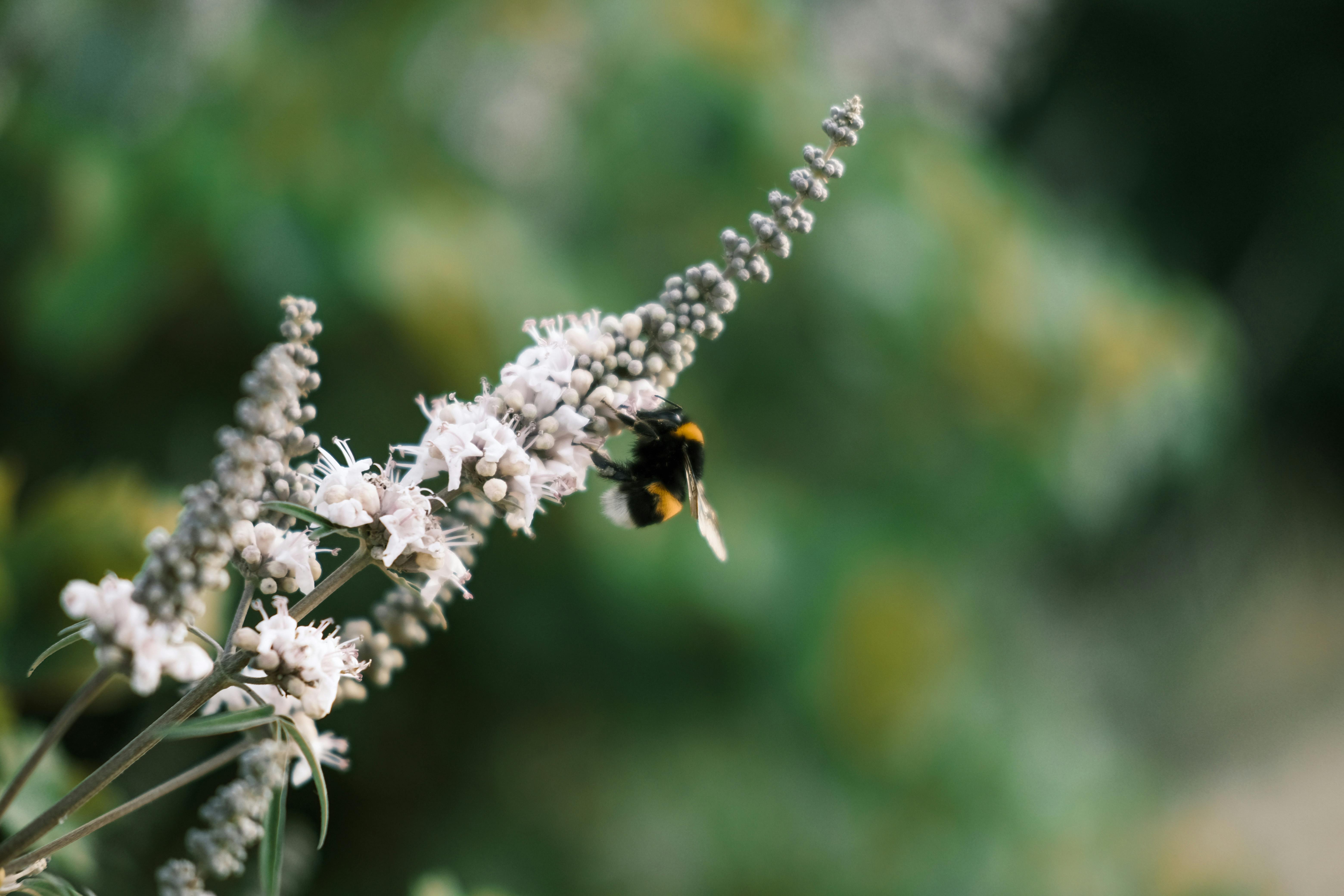 Flower Wallpaper Animation Photos, Download The BEST Free Flower