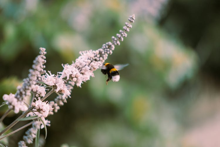 Bumblebee Flying By A Flower