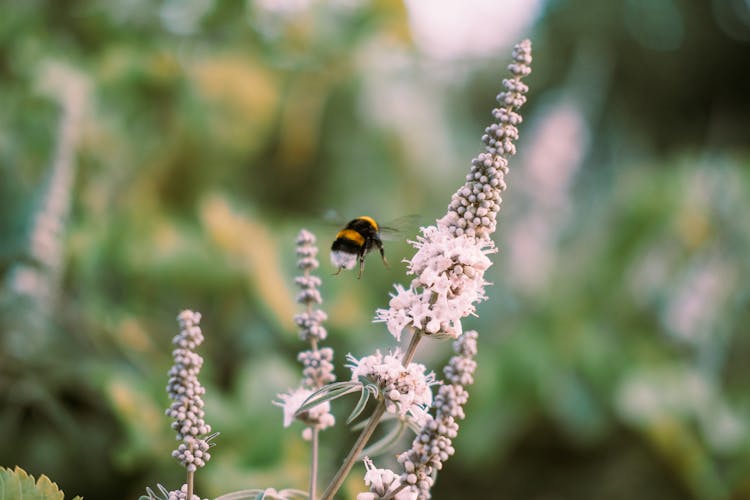 Bumblebee Flying Above White Flowers