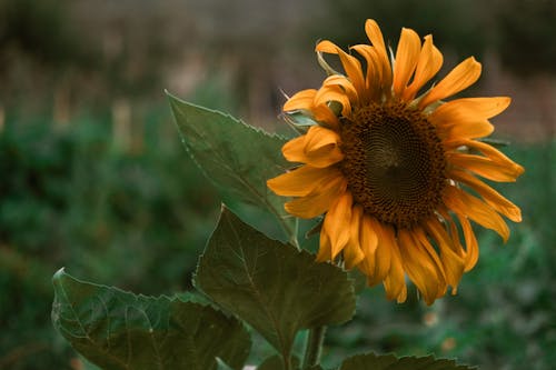 A Sunflower in Close-Up Photography
