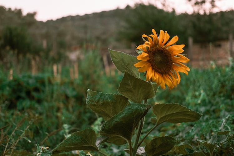 Sunflower Growing In Field