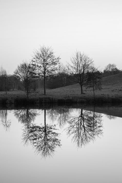 Kostenloses Stock Foto zu bäume, draußen, landschaft