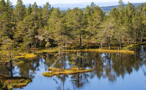 Kostenloses Stock Foto zu bäume, idyllisch, landschaft