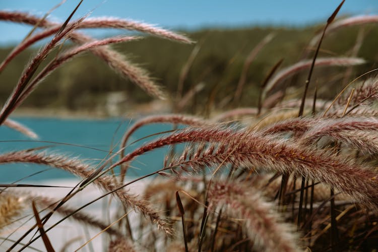 Close-up Of Fountaingrass Near Water 