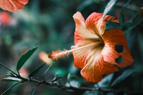 Close-Up Shot of a Hibiscus Flower 