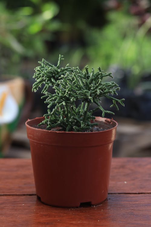 A Green Plant on a Pot