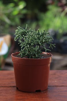 A close-up shot of a green succulent plant in a brown pot indoors.