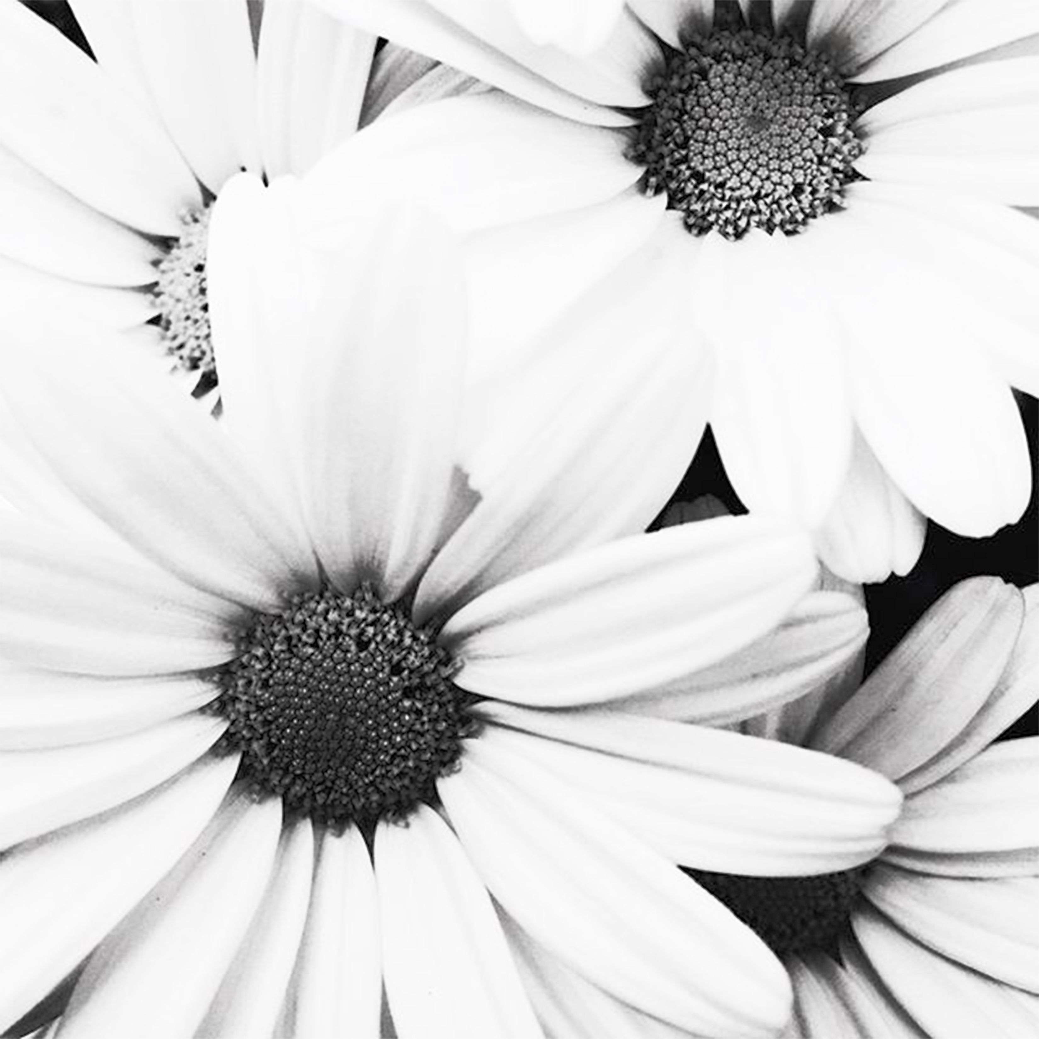 A high-contrast black and white photo of daisy flowers in full bloom.