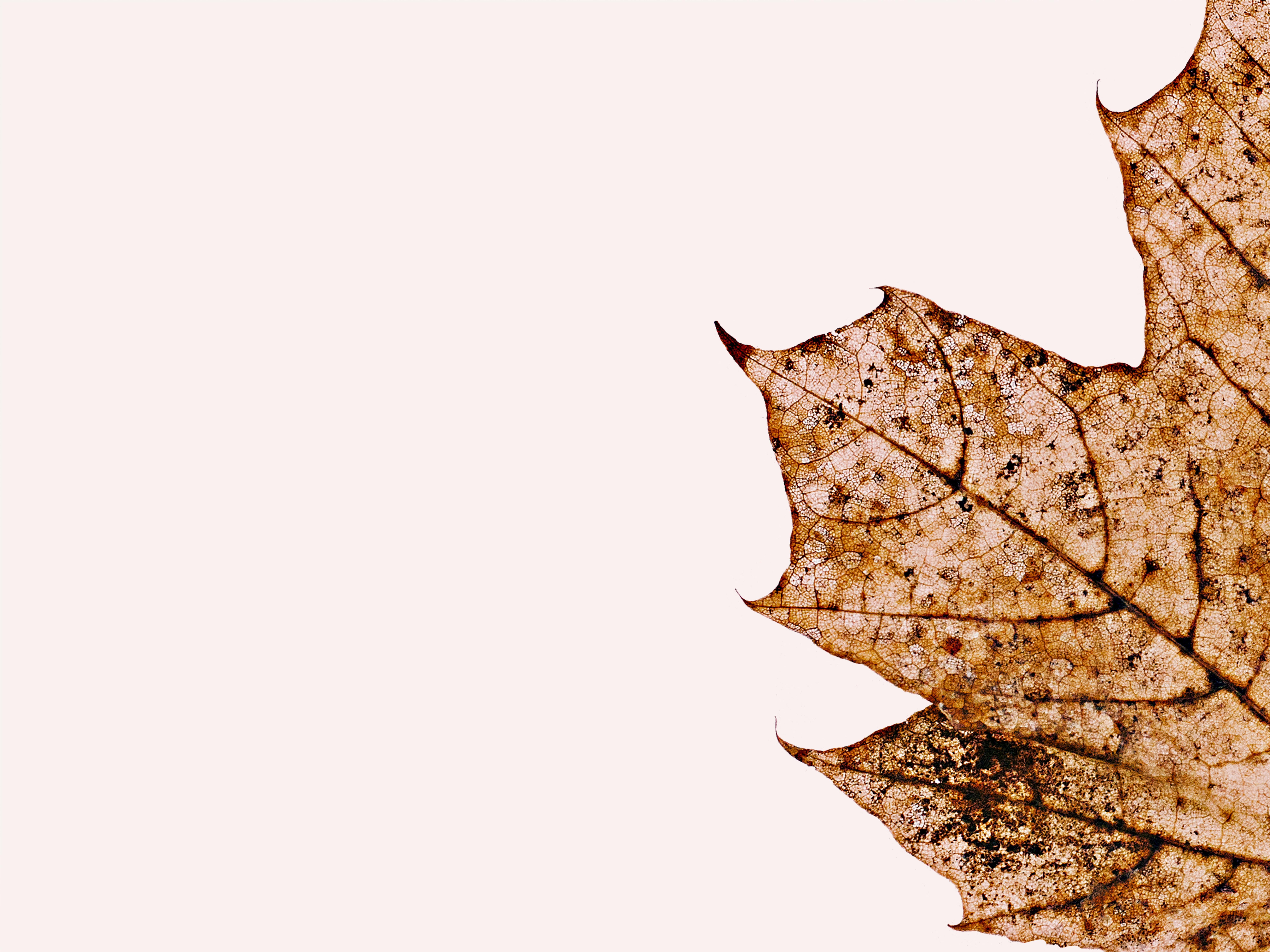 Detailed view of a dry maple leaf with intricate patterns against a white background.