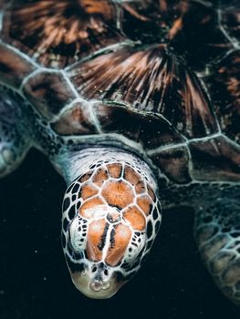 Detailed close-up photo of a sea turtle swimming underwater, highlighting its patterned shell and head.