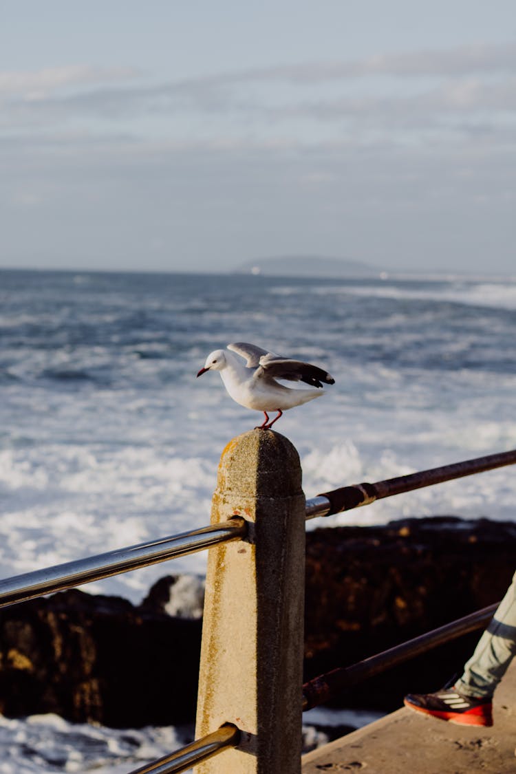 Seagull On A Pole Of The Railing Of A Pier