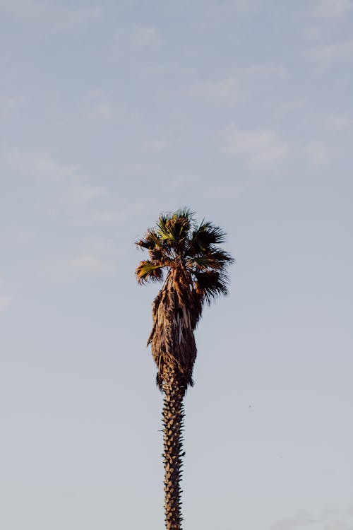ココナッツの木, パルム, 垂直ショットの無料の写真素材