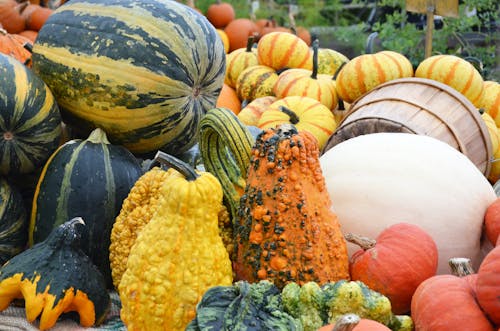 Fotos de stock gratuitas de al aire libre, caer, calabazas