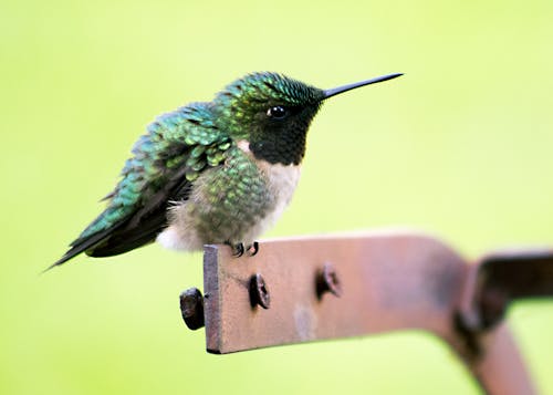Foto d'estoc gratuïta de au, bec, colibrí